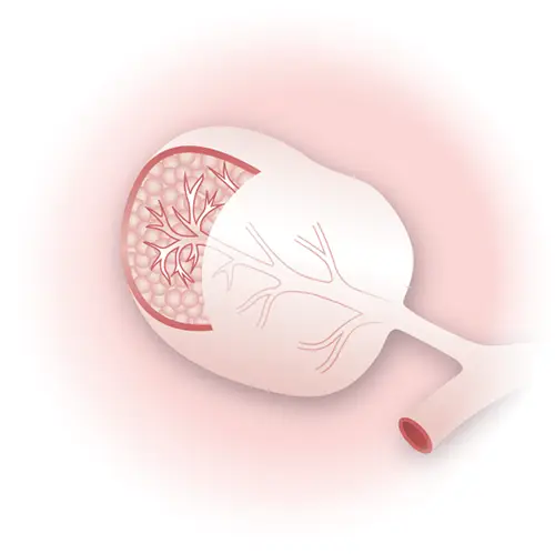 Dessin Le sein vue de profil illustration Le Confluent